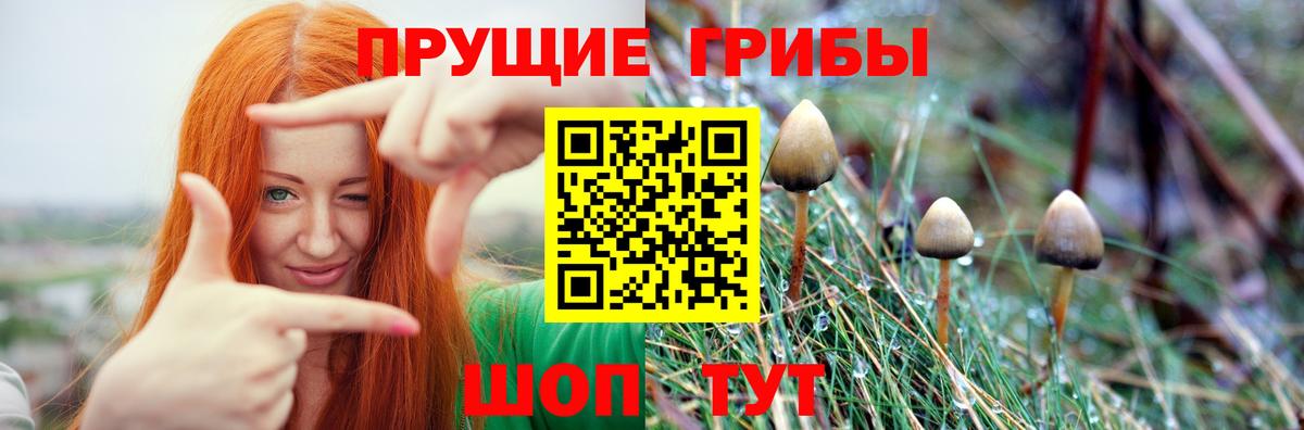 Галлюциногенные грибы прущие грибы Кандалакша